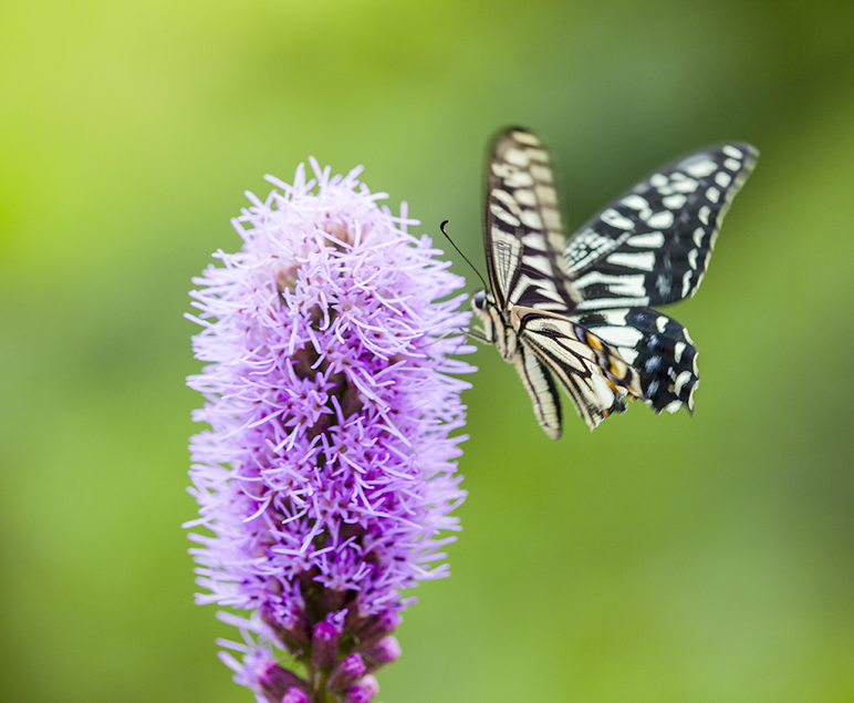 보라색 꽃에 앉은 나비