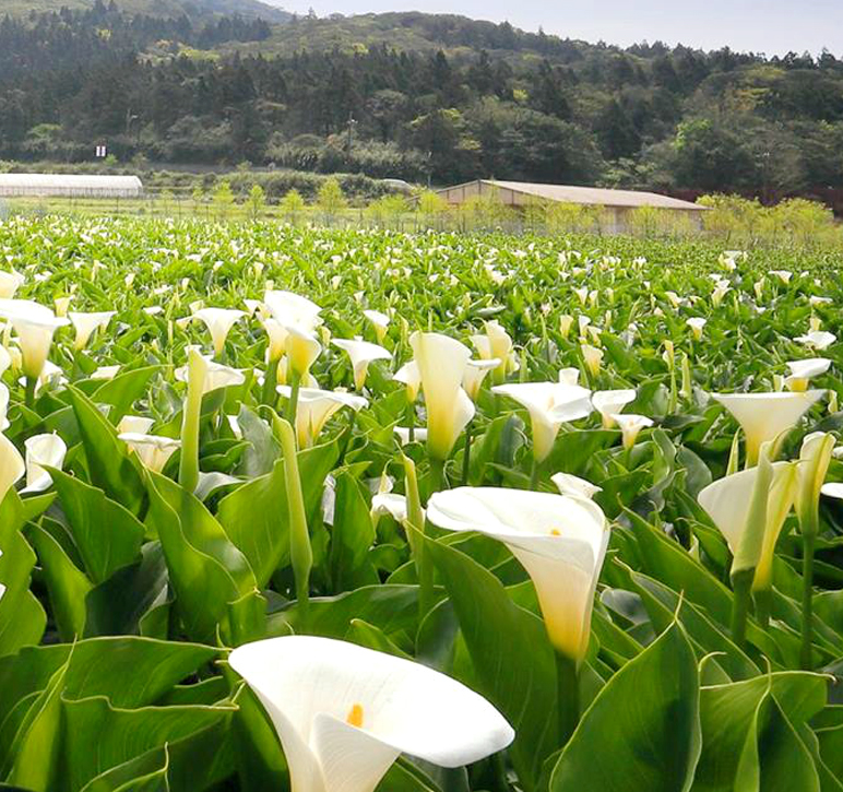 대만 양명산 들판에 활짝 핀 하얀 칼라꽃